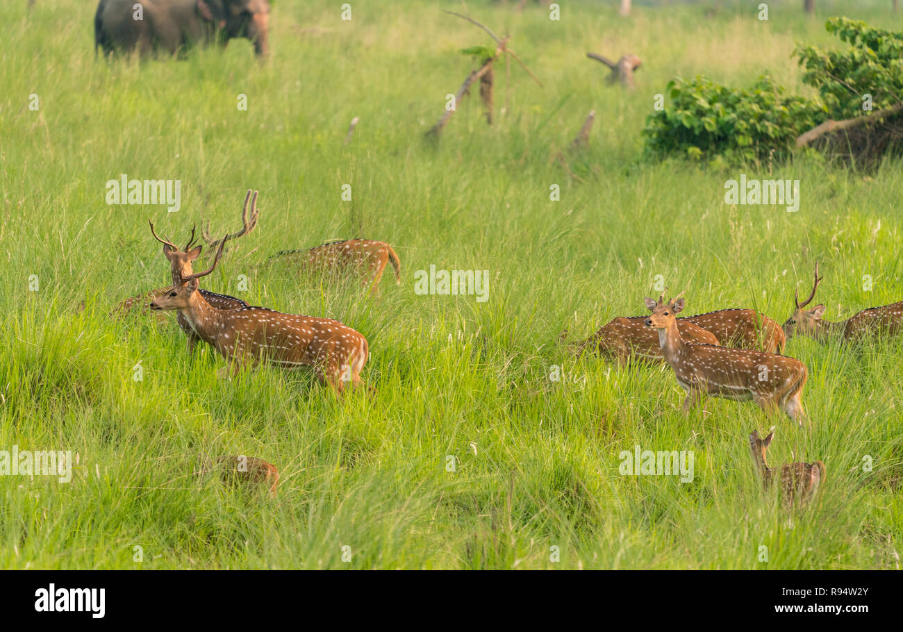 Sika macchiato o allevamento di cervi in erba elefante. La fauna selvatica e la foto di animali. Giapponese deer Cervus nippon Foto Stock