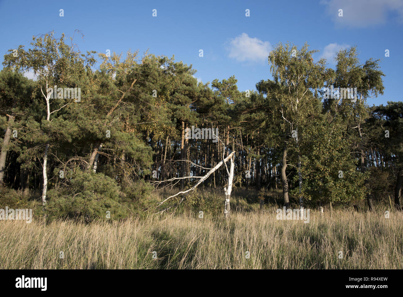 Di Pino silvestre e la betulla foresta a Palmer Ort, che è il punto più meridionale di Rügen isola chiamata Palmer Ort nel sud della penisola Zudar. Foto Stock