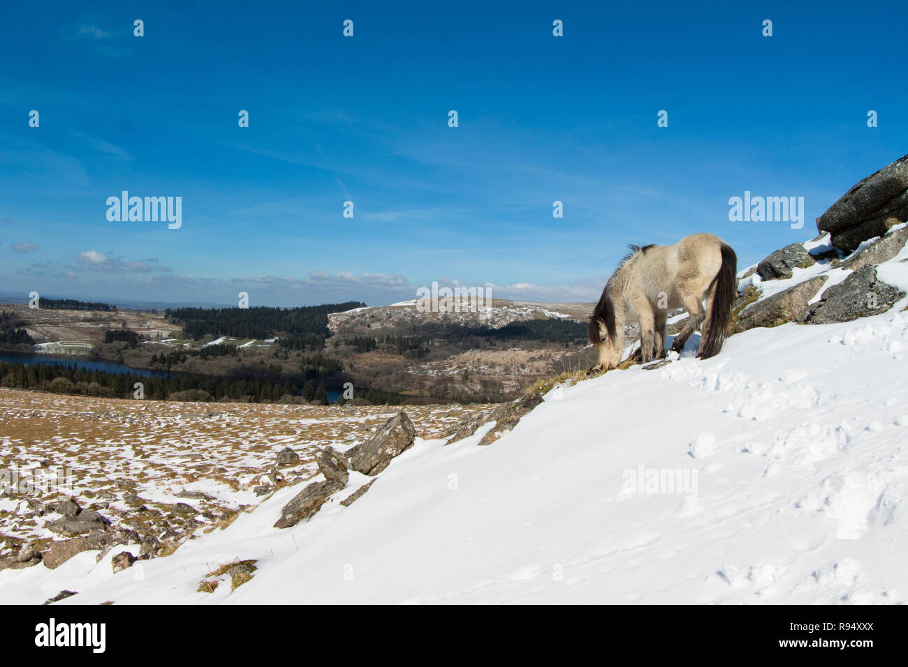 Dartmoor pony nella neve su Sheepstor Foto Stock