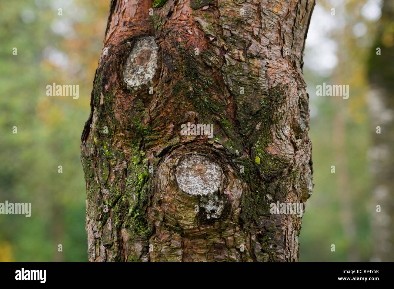 Close-up di un albero di muschio in un parco. Foto Stock
