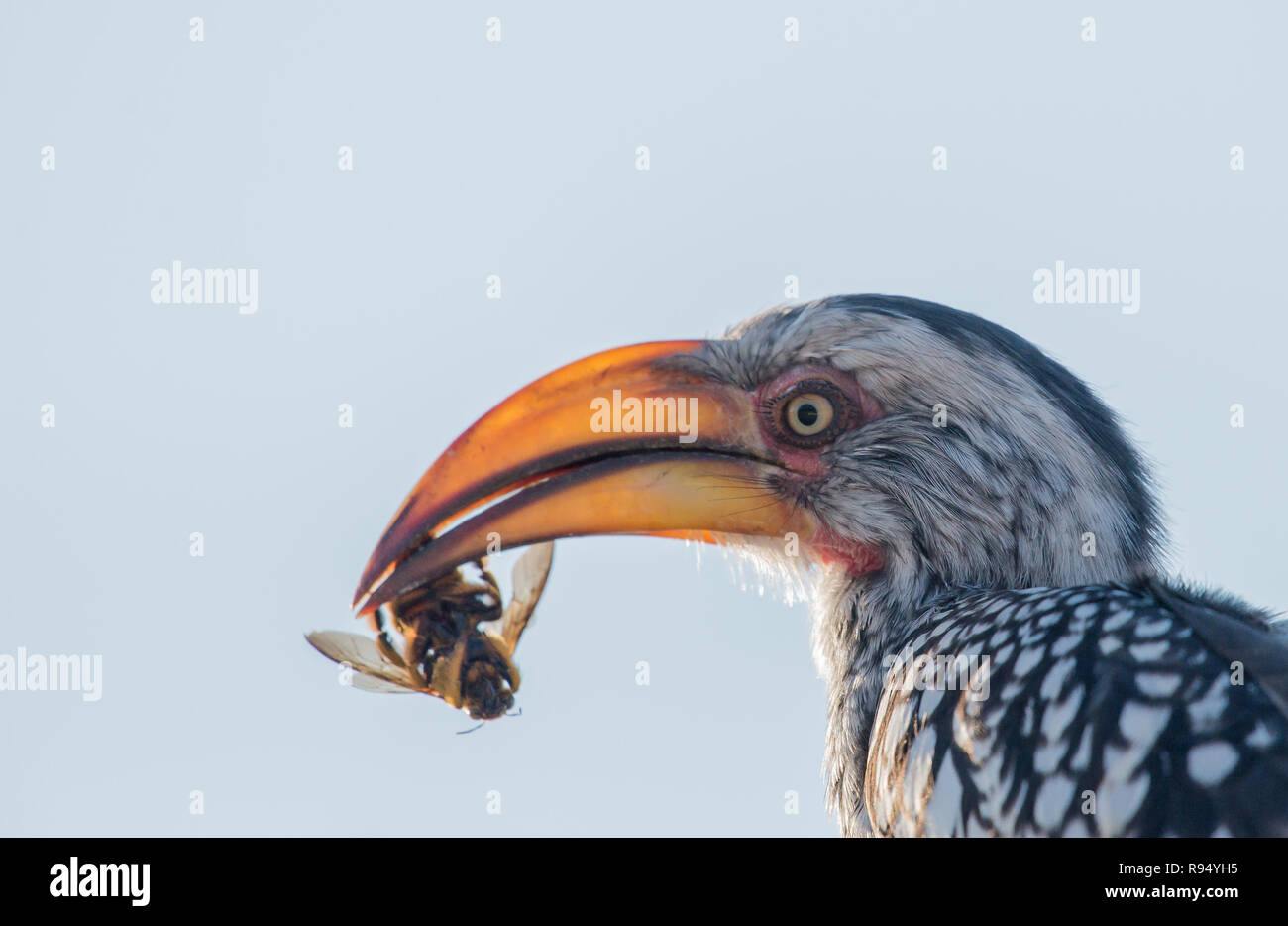 Giallo fatturati hornbill con la preda Foto Stock