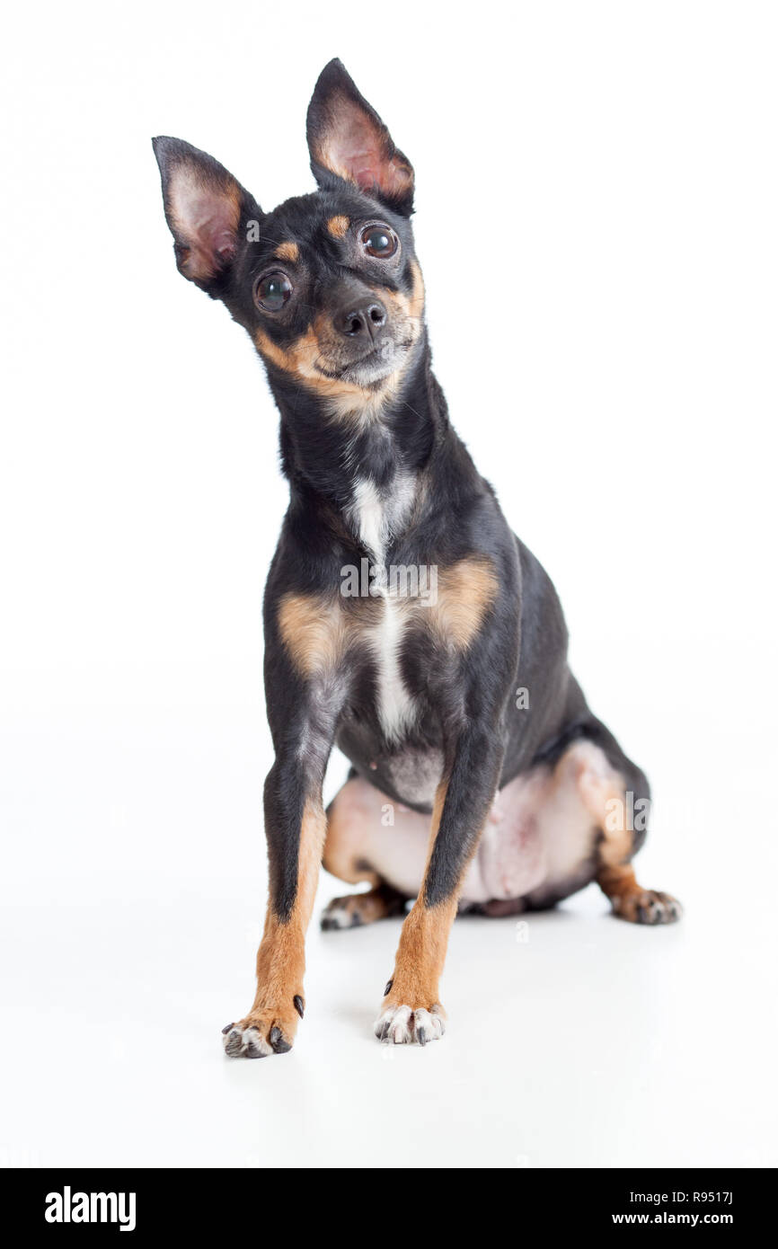 Seduta giocattolo nero terrier cane vista frontale Foto Stock