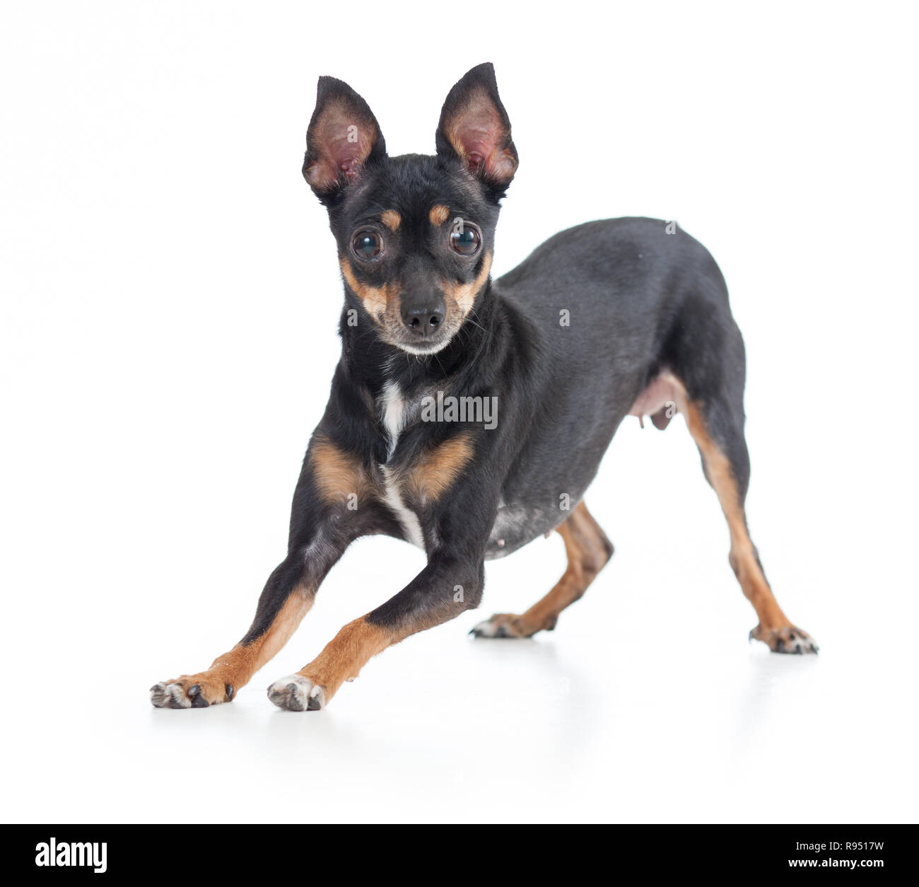 Giocoso giocattolo nero terrier cane vista frontale Foto Stock