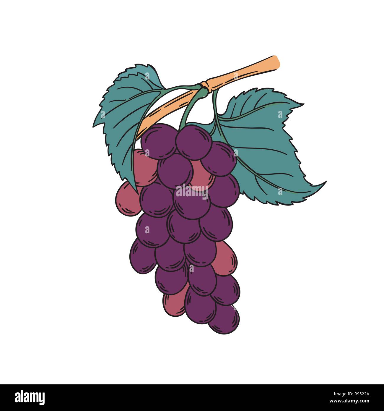 Rosso vitigno moscato illustrazione vettoriale nel vintage illustrazione botanica stile lineart rosa viola acini di uva con foglie isolato su bianco Illustrazione Vettoriale