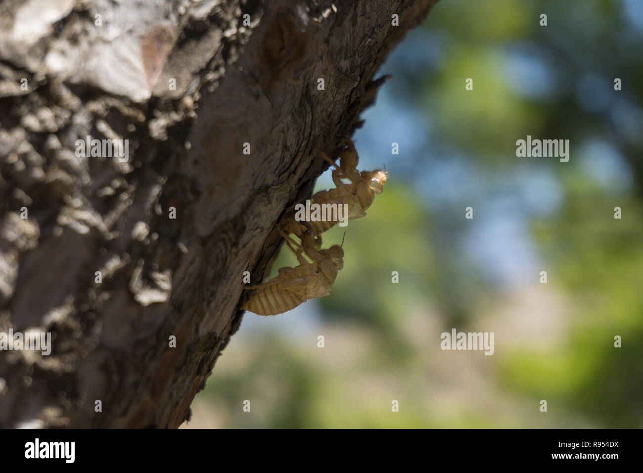 Close-up di cicale morto appeso a un albero in estate. Foto Stock