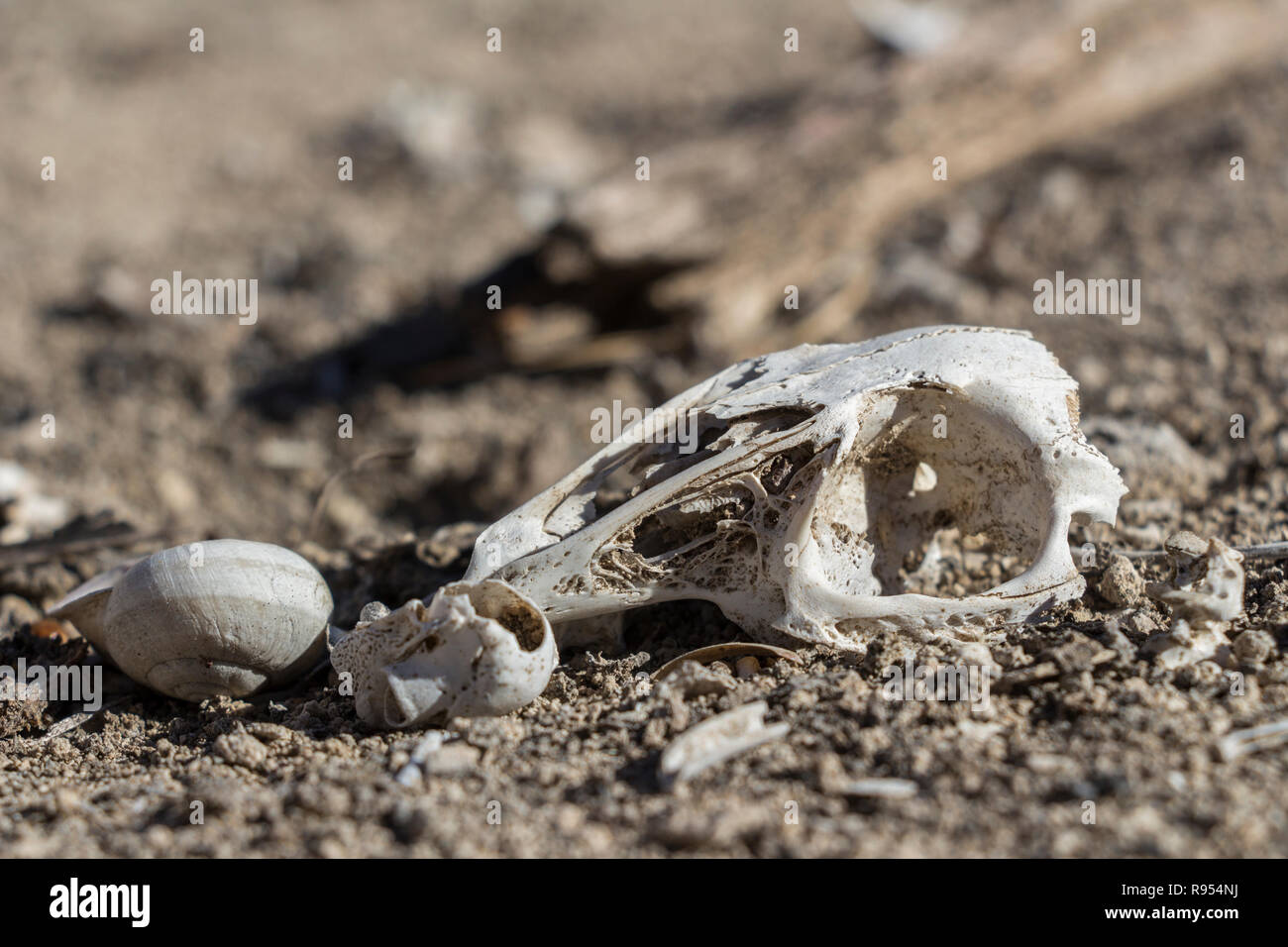 Cranio di coniglio e lumache in natura, ossa Foto Stock