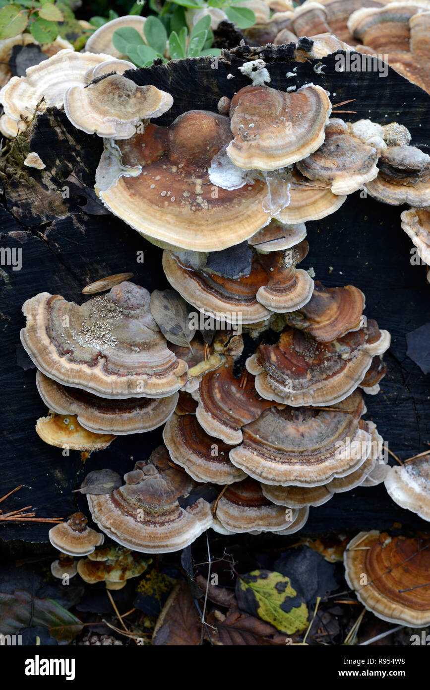 Marrone Funghi della staffa o mensola funghi, Trametes versicolor aka Coriolus versicolor o Polyporus versicolor, un fungo Polypore chiamato coda Turchia Foto Stock
