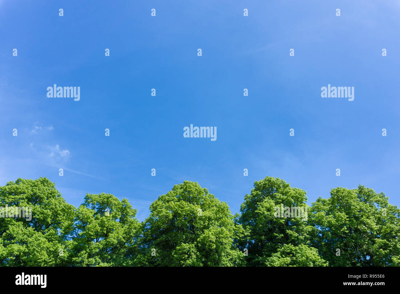 Vista di grandi alberi con Green Tree Tops nella parte anteriore di un nuvoloso cielo blu. Foto Stock