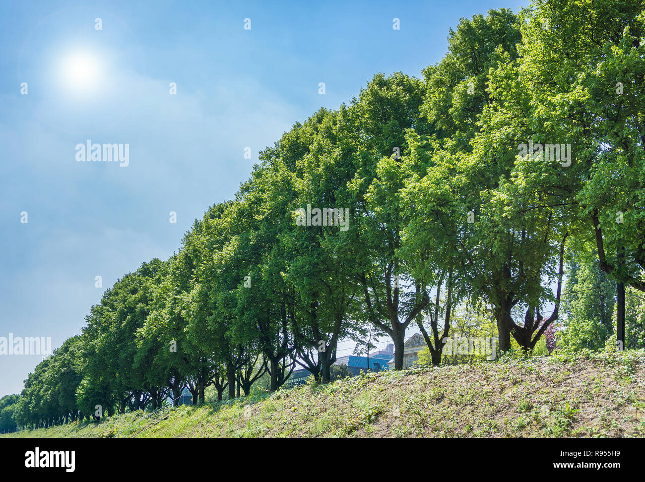 Vista di grandi alberi in una fila con Green Tree Tops davanti a un cielo blu e un sole splendente Foto Stock
