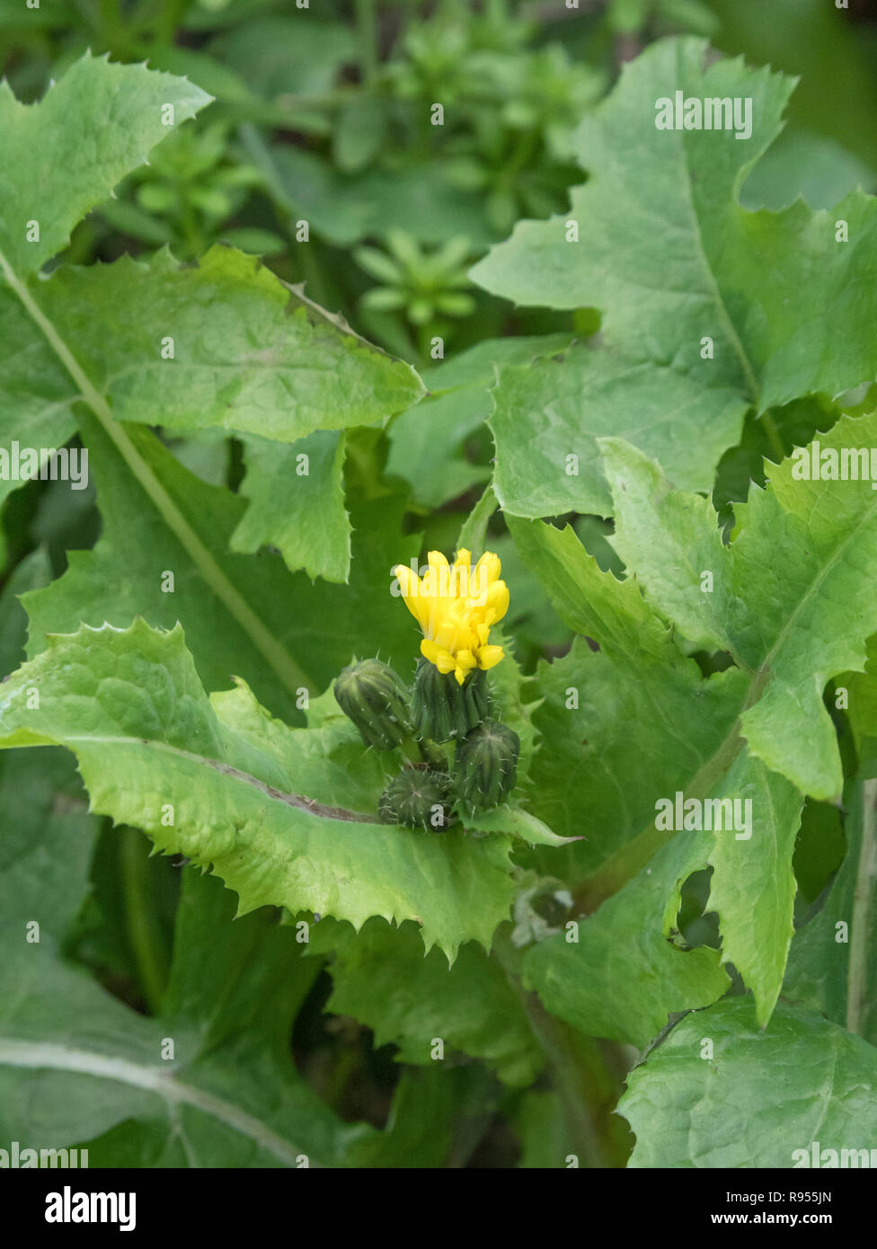 Le sommità fiorite di liscio Sow-thistle / Sonchus oleraceus - le foglie del quale sono un commestibili selvatici foraged verde. Rovistando & Dining sul concetto di selvatico Foto Stock