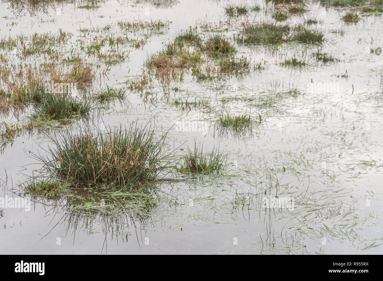 Campo paludoso inondato con Juncus Rush / Juncus effusus ciuffi che si stacchino dall'acqua alluvionale. La metafora di Trump 'la palude' forse, sotto l'acqua. Foto Stock