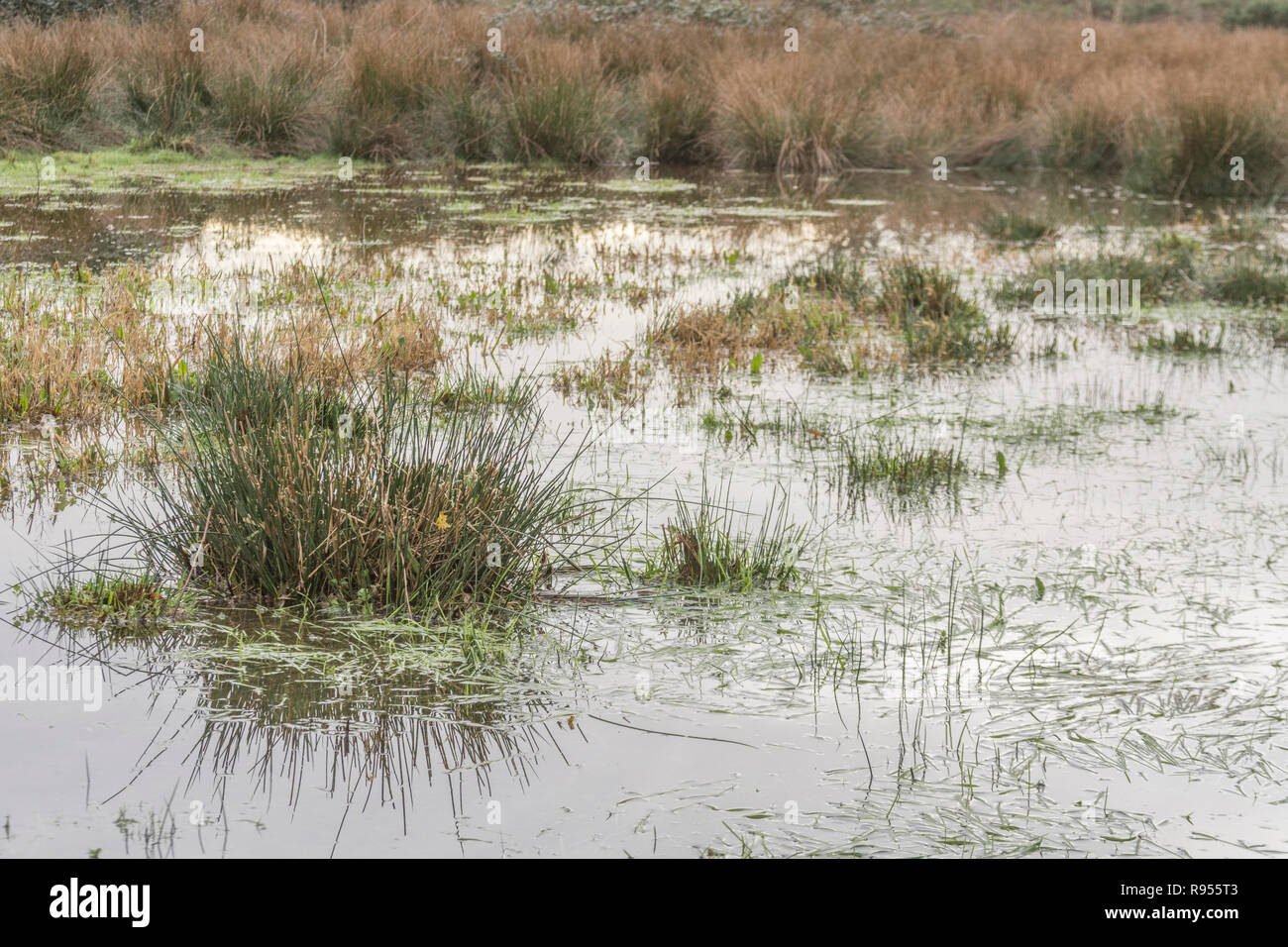 Campo paludoso inondato con Juncus Rush / Juncus effusus ciuffi che si stacchino dall'acqua alluvionale. La metafora di Trump 'la palude' forse, sotto l'acqua Foto Stock