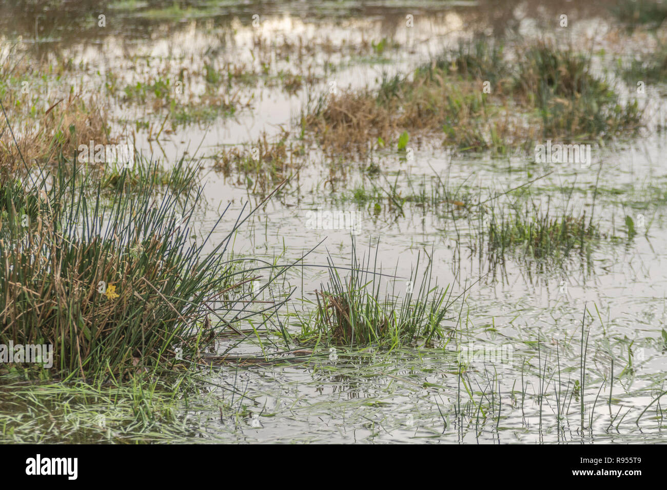 Campo paludoso inondato con Juncus Rush / Juncus effusus ciuffi che si stacchino dall'acqua alluvionale. La metafora di Trump 'la palude' forse, sotto l'acqua. Foto Stock