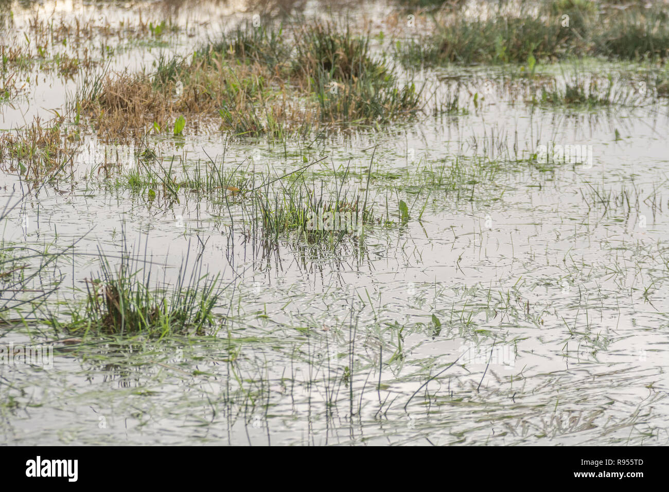 Campo paludoso inondato con Juncus Rush / Juncus effusus ciuffi che si stacchino dall'acqua alluvionale. La metafora di Trump 'la palude' forse, sotto l'acqua. Foto Stock