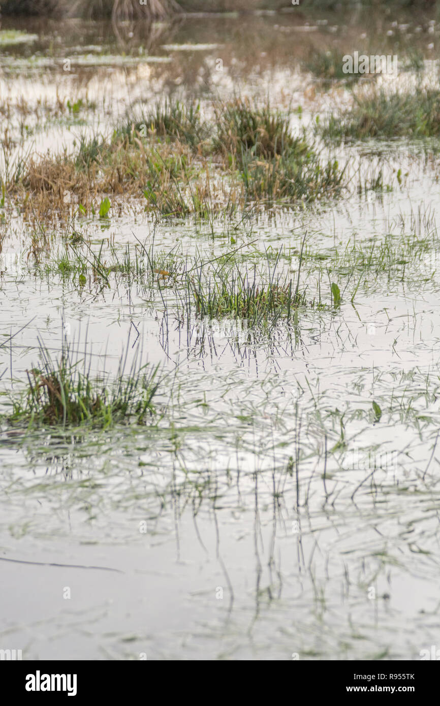 Campo paludoso inondato con Juncus Rush / Juncus effusus ciuffi che si stacchino dall'acqua alluvionale. La metafora di Trump 'la palude' forse, sotto l'acqua Foto Stock
