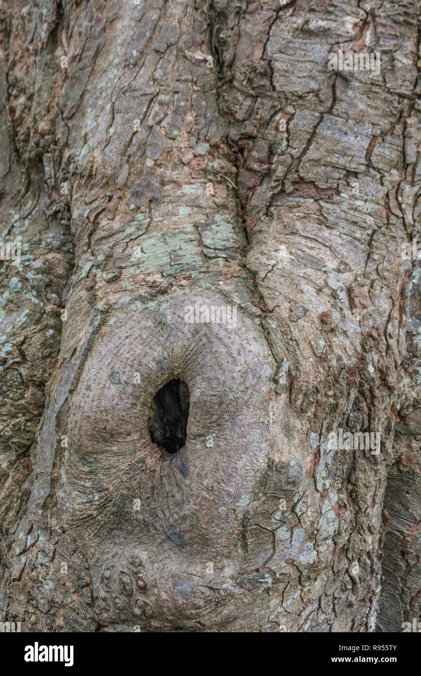 Horse-Chestnut / Aesculus hippocastanum tronco di albero con albero cavo e corteccia dettaglio. Corteccia di albero vicino. Foto Stock