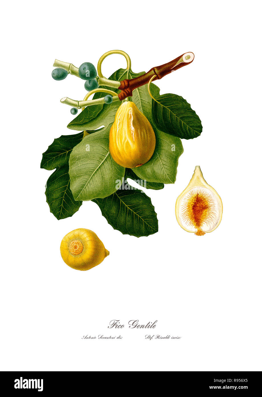 Vintage unica illustrazione botanica di figg. Foto Stock