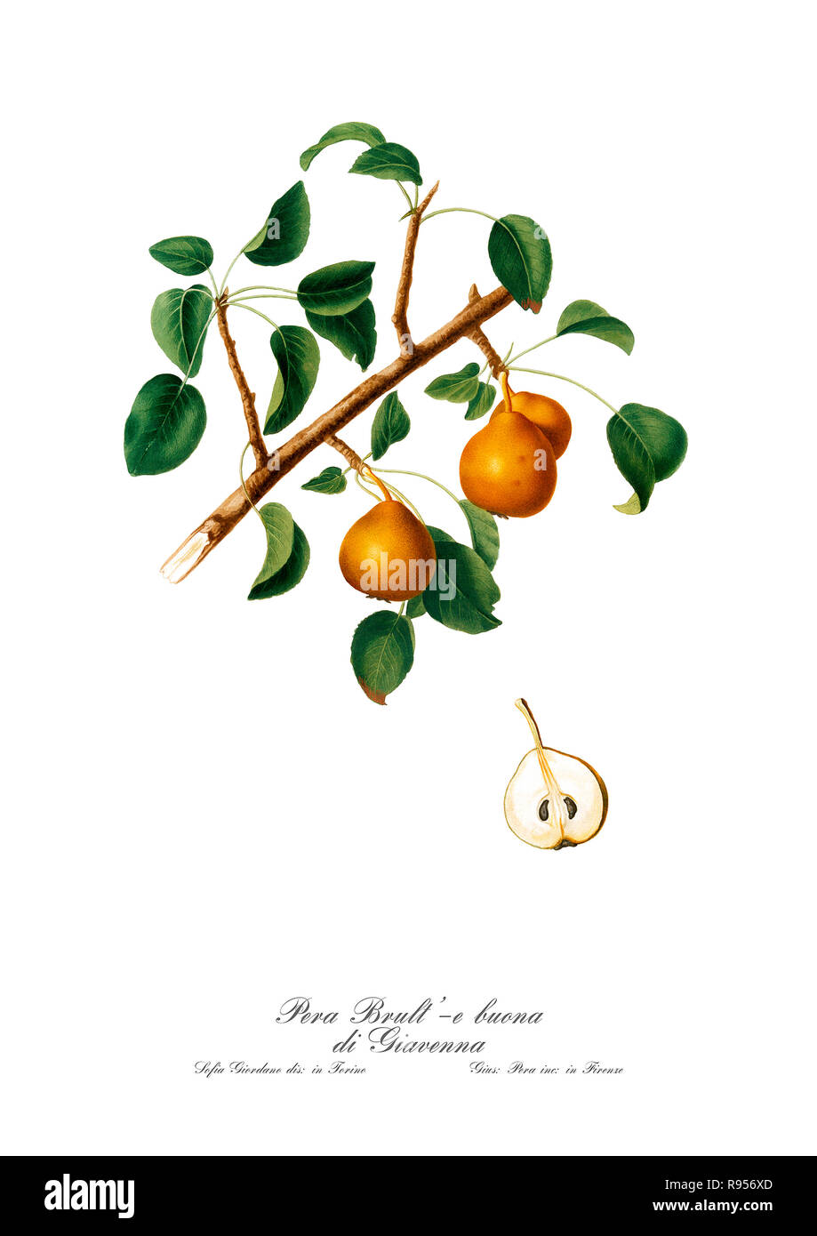Vintage botaniche uniche illustrazione di una pera. Foto Stock