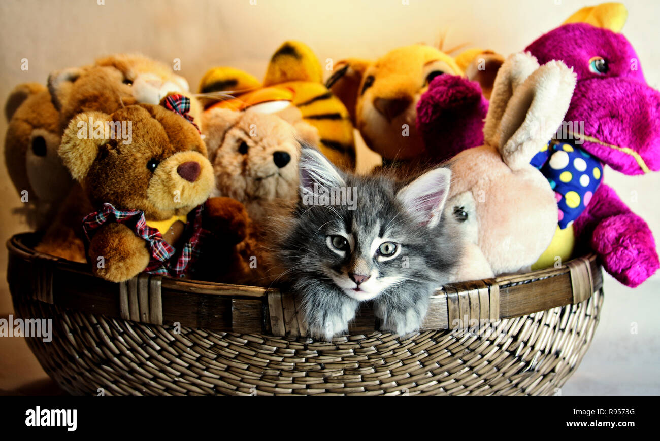 Una piccola foresta norvegese gattino in un cestello con grandi giocattoli di peluche Foto Stock