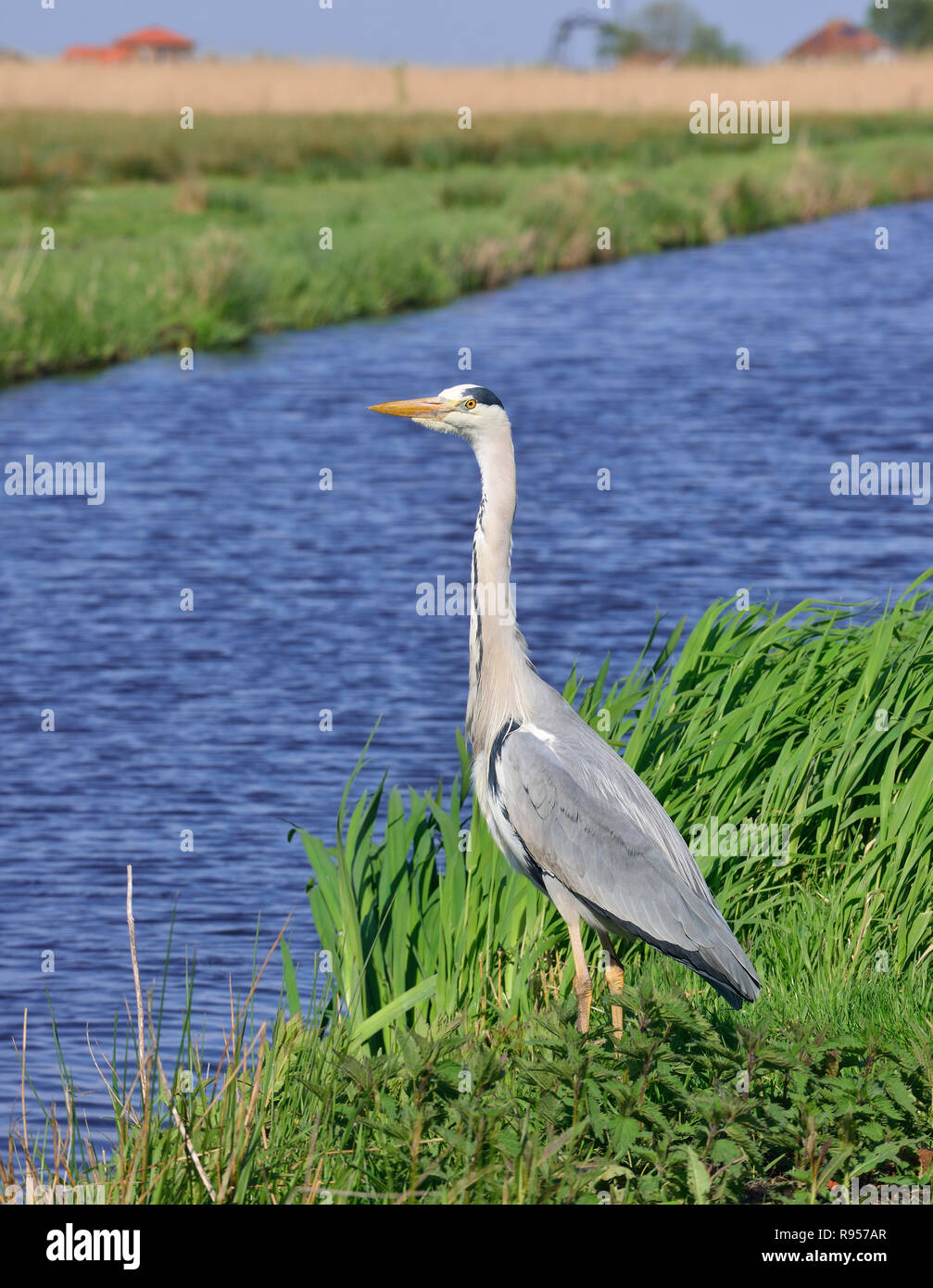 Airone cenerino in piedi sul lato canale in attesa di preda nella regione di Waterland, vicino a Edam, North Holland, Paesi Bassi Foto Stock