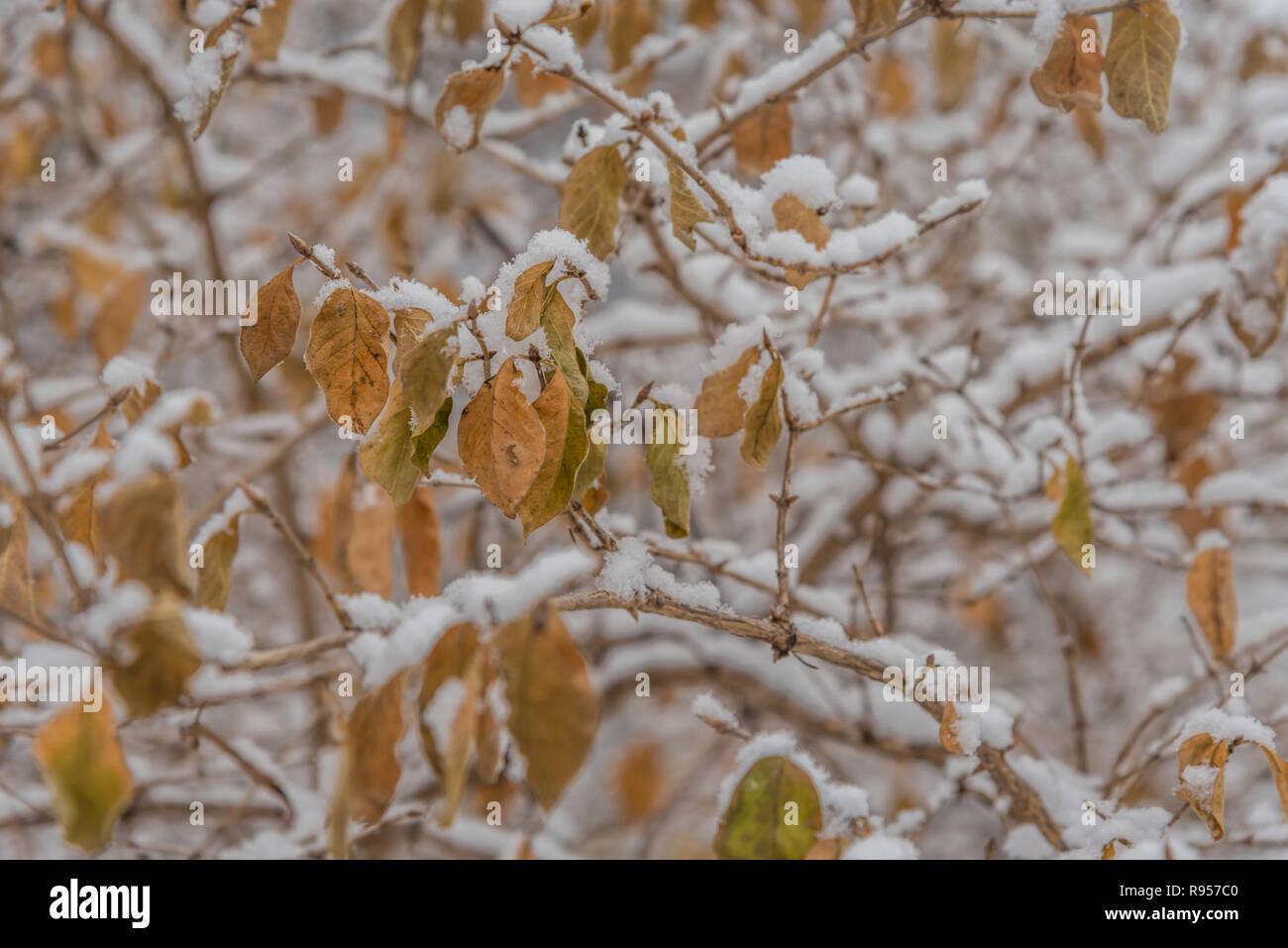 Una ridda di coperte di neve rami a secco con foglie di giallo crea un complesso modello di inverno Foto Stock