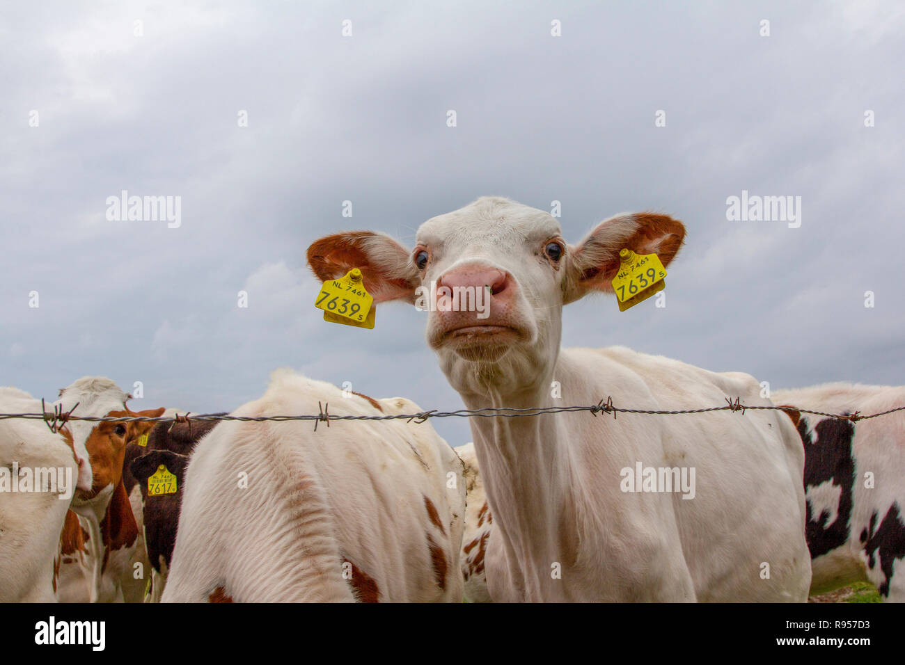 Sorpreso cercando di vitello bianco con le orecchie grandi e giallo di marchi auricolari, in piedi dietro il filo spinato in un allevamento con altre vacche e un cielo nuvoloso. Foto Stock