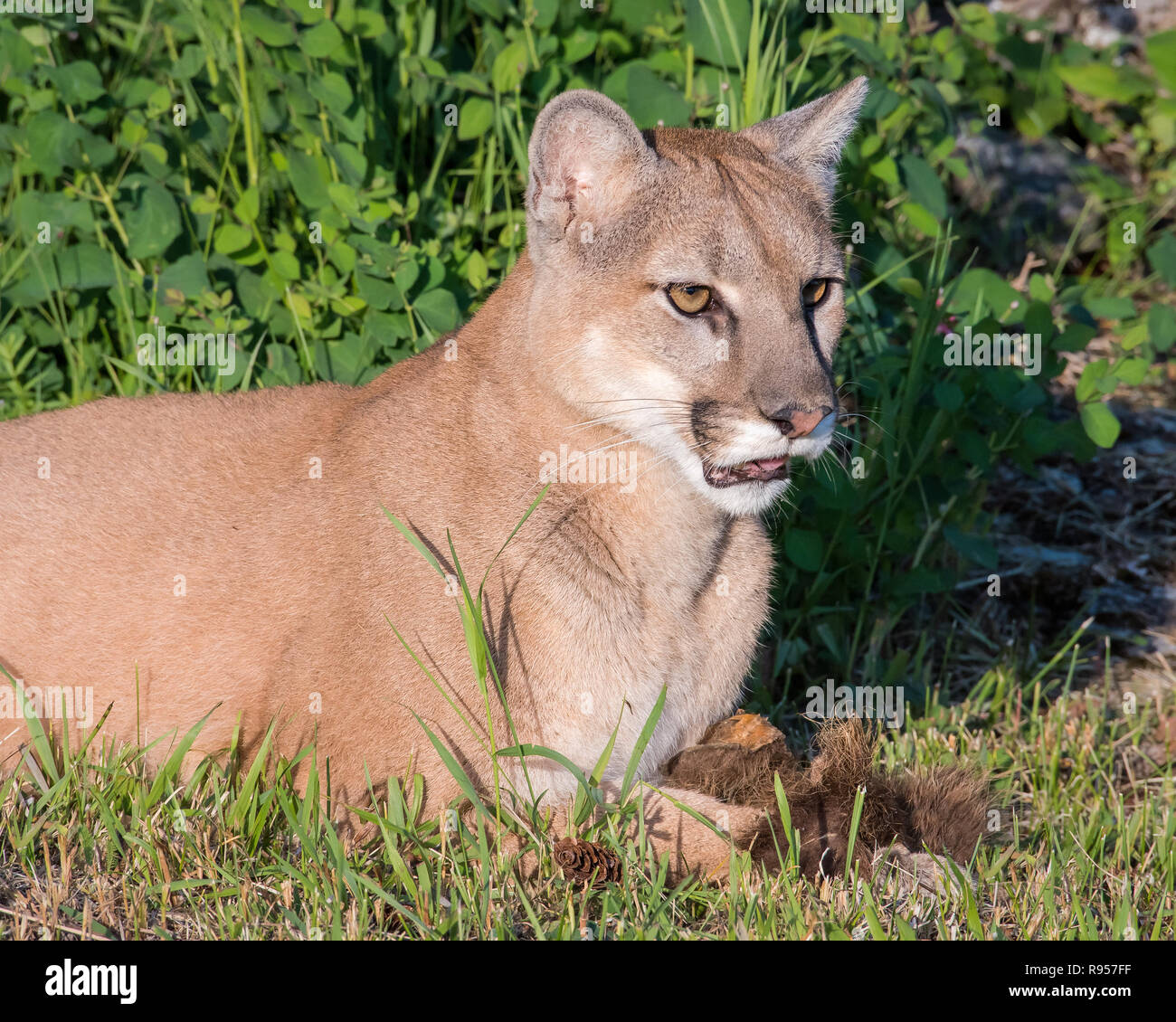 Ritratto di una bellissima femmina Leone di montagna Foto Stock