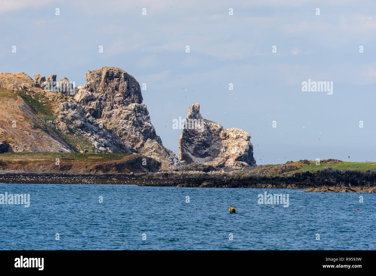 Gannett colonia su Irlanda's Eye off Howth peninsula, Dublino, Irlanda Foto Stock