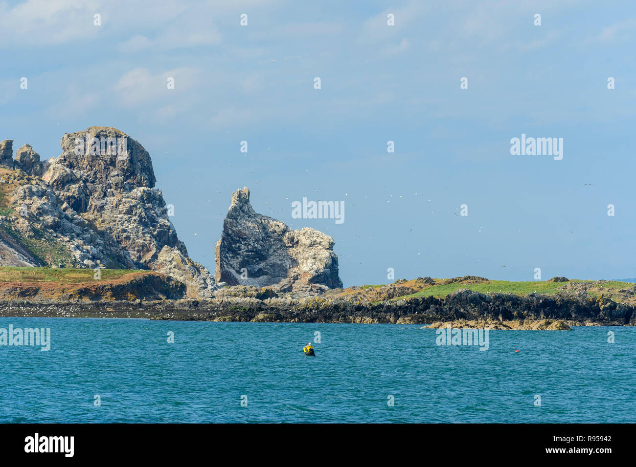 Gannett colonia su Irlanda's Eye off Howth peninsula, Dublino, Irlanda Foto Stock
