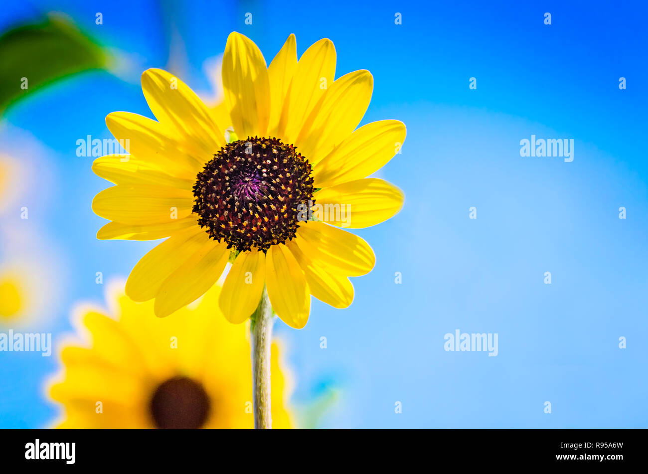 Il sole splende attraverso i petali di un black-eyed Susan, 24 agosto 2018, in Port Aransas, Texas. Foto Stock