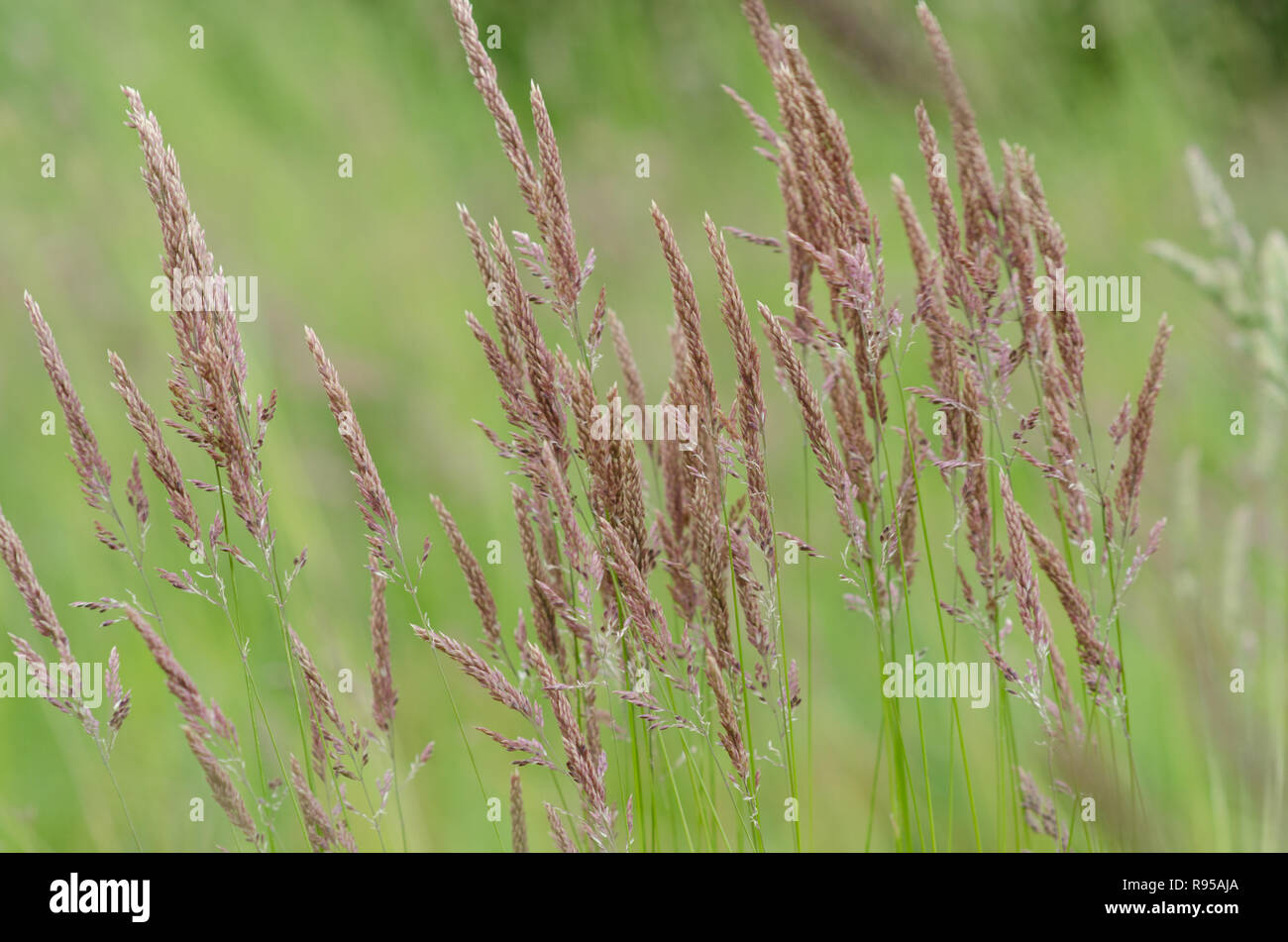 17.06.2012, Germania, Schleswig-Holstein, Kremperheide - Bluehendes Sumpf-Reitgras. 0RX120617D023CAROEX.JPG GT [modello di rilascio: non applicabile, proprietà Foto Stock