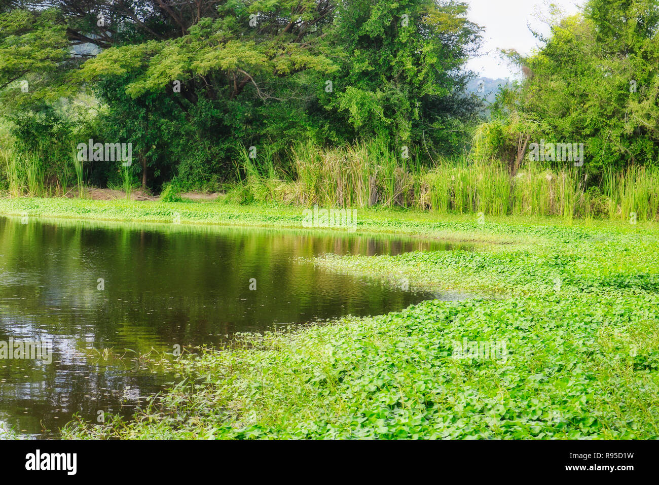 Questa fantastica natura foto mostra un splendidamente ricoperta lago naturale in Thailandia Foto Stock