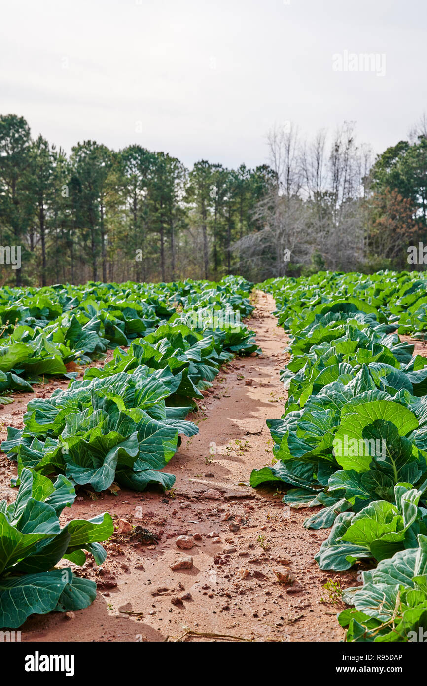 Collard verdi o di Brassica oleracea, un cavolo meridionale, che cresce in un campo è un raccolto di inverno coltivato in Georgia, Stati Uniti d'America. Foto Stock