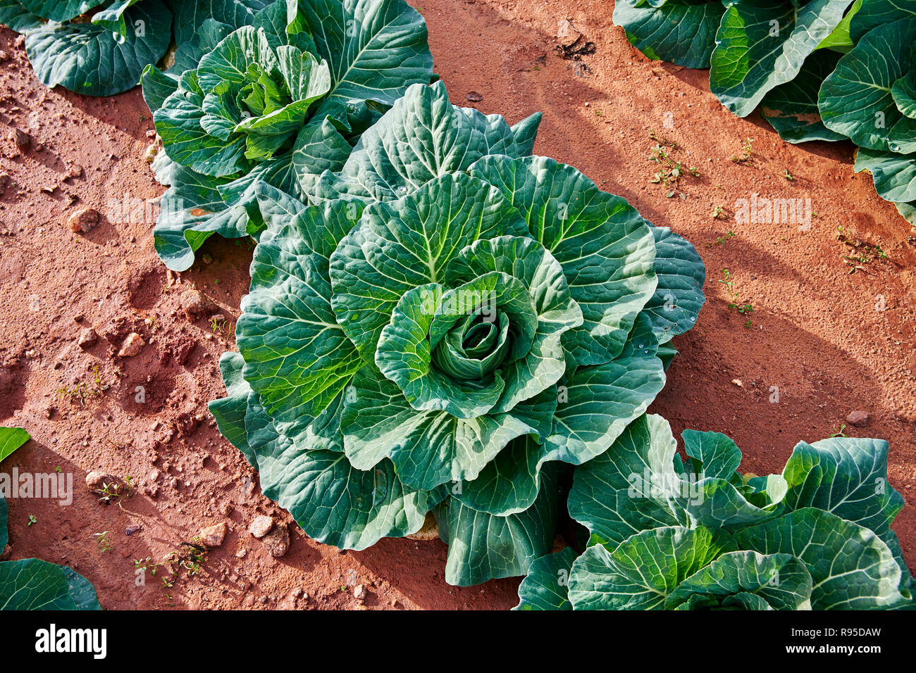 Collard verdi o di Brassica oleracea, un cavolo meridionale, che cresce in un campo è un raccolto di inverno coltivato in Georgia, Stati Uniti d'America. Foto Stock