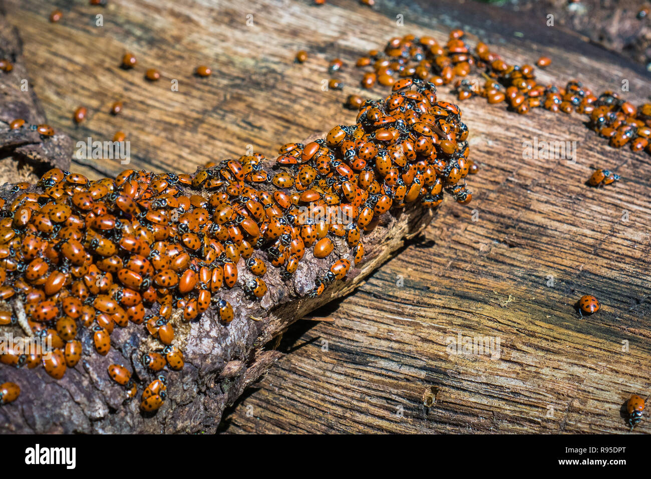 Uno sciame di ladybugs; annualmente questi insetti migrare verso le foreste di Santa Cruz Mountains e altre parti del San Francisco Bay Area, California Foto Stock