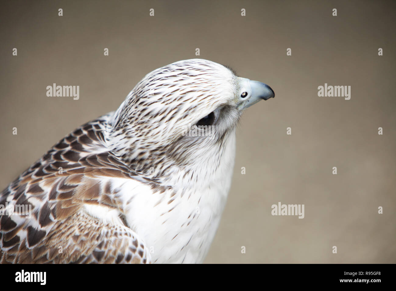 Un bianco e marrone di Falcon nel profilo Foto Stock