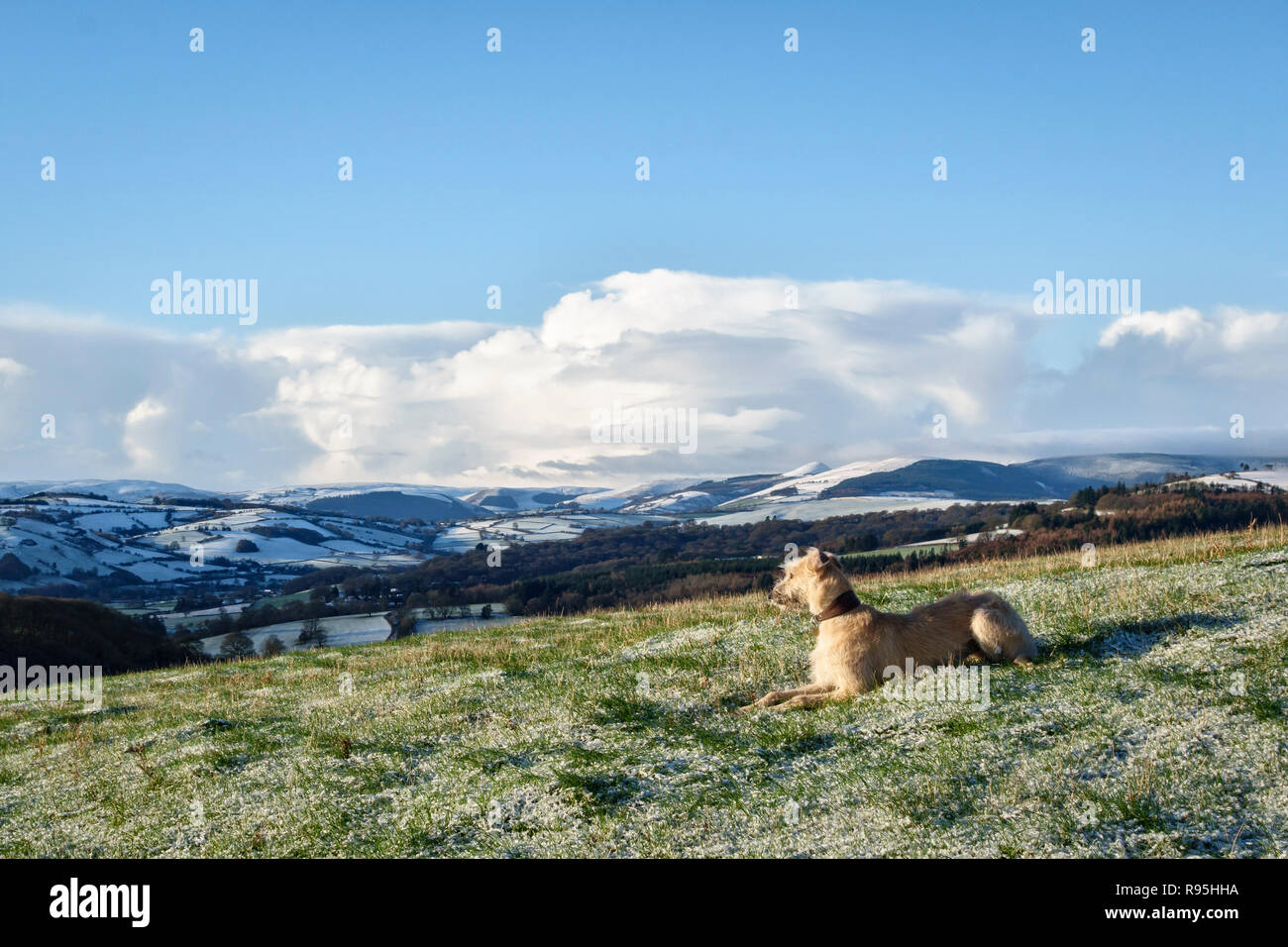 Powys, Regno Unito, d'inverno. Un rinzaffate lurcher cane in appoggio su una passeggiata invernale su Stonewall Hill nel paese di confine tra Inghilterra e Galles. Foto Stock