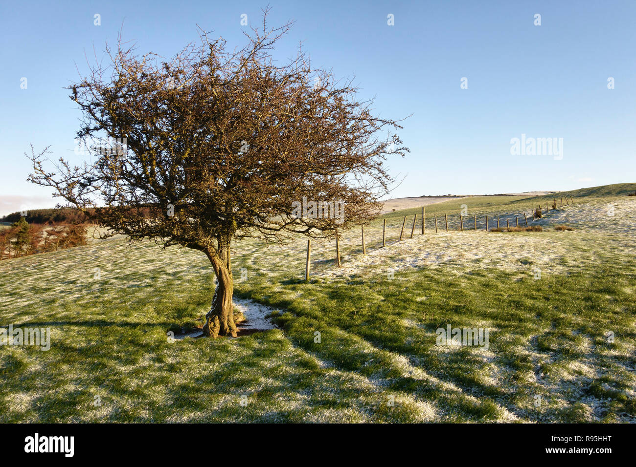 Powys, Regno Unito, d'inverno. Un solitario Albero di biancospino (Crataegus) su Stonewall Hill nel paese di confine tra Inghilterra e Galles. Foto Stock