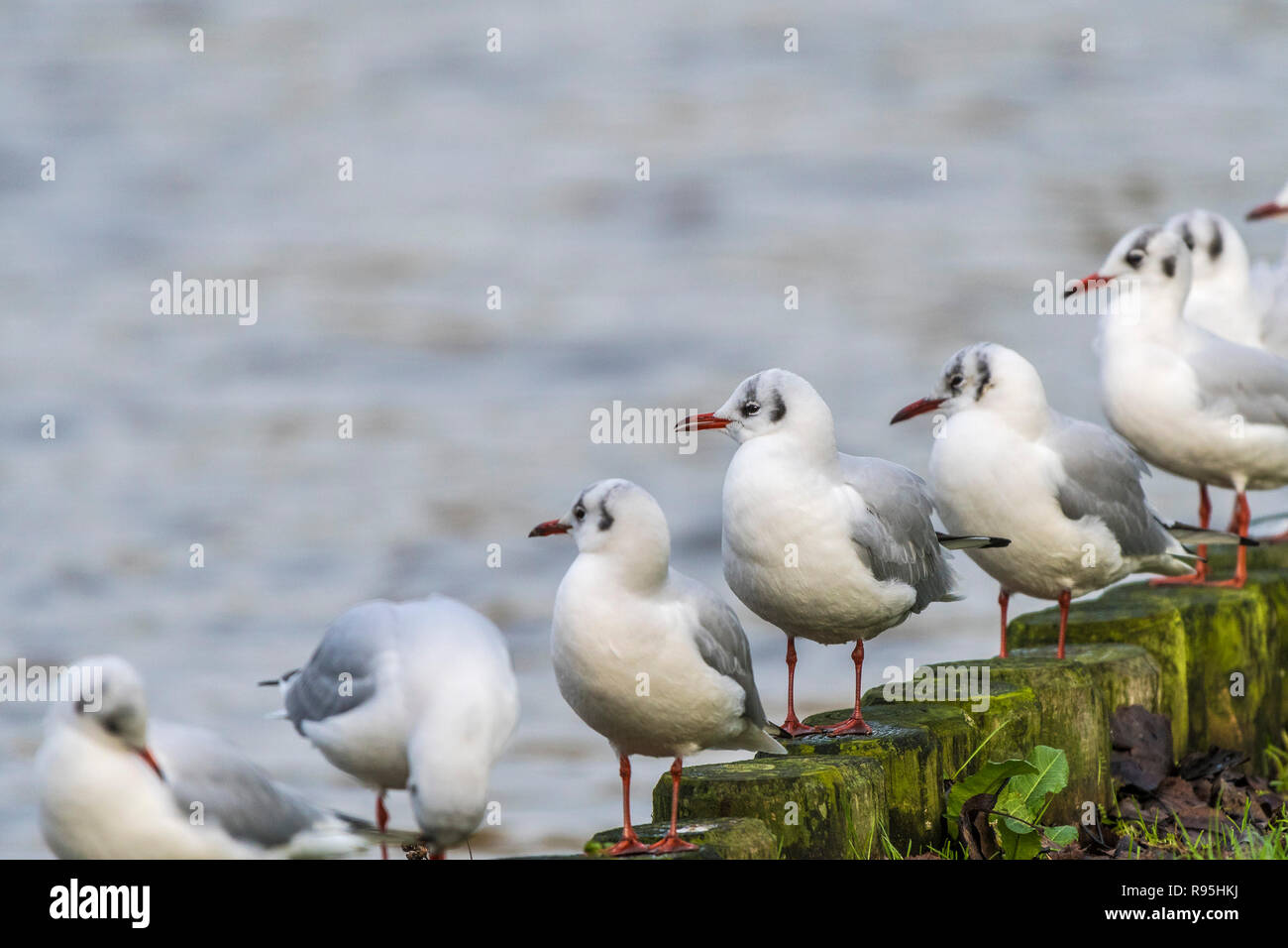 Testa nera Gabbiani Chroicocephalus Ridibundus nel loro piumaggio invernale appollaiato in una fila sul lato di un lago. Foto Stock