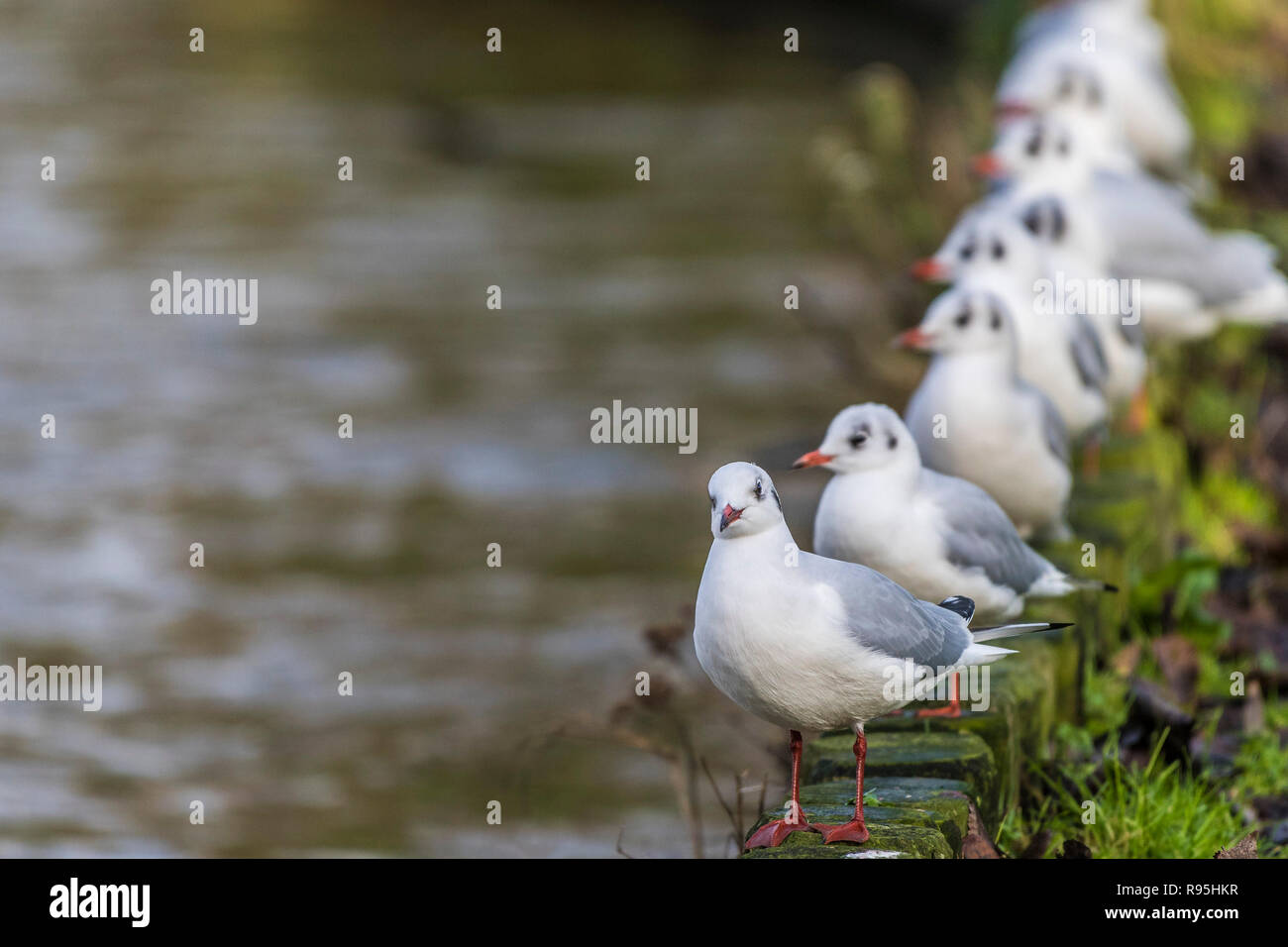 Testa nera Gabbiani Chroicocephalus Ridibundus nel loro piumaggio invernale appollaiato in una fila sul lato di un lago. Foto Stock