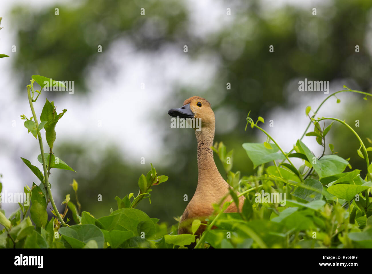 Sibilo indiano anatra o sibilo minore anatra (Dendrocygna javanica) sulla parte superiore della struttura ad albero Foto Stock