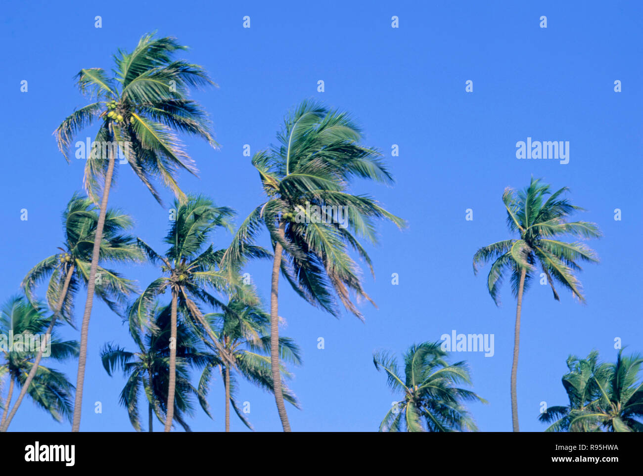 Alberi di Palma vento Foto Stock