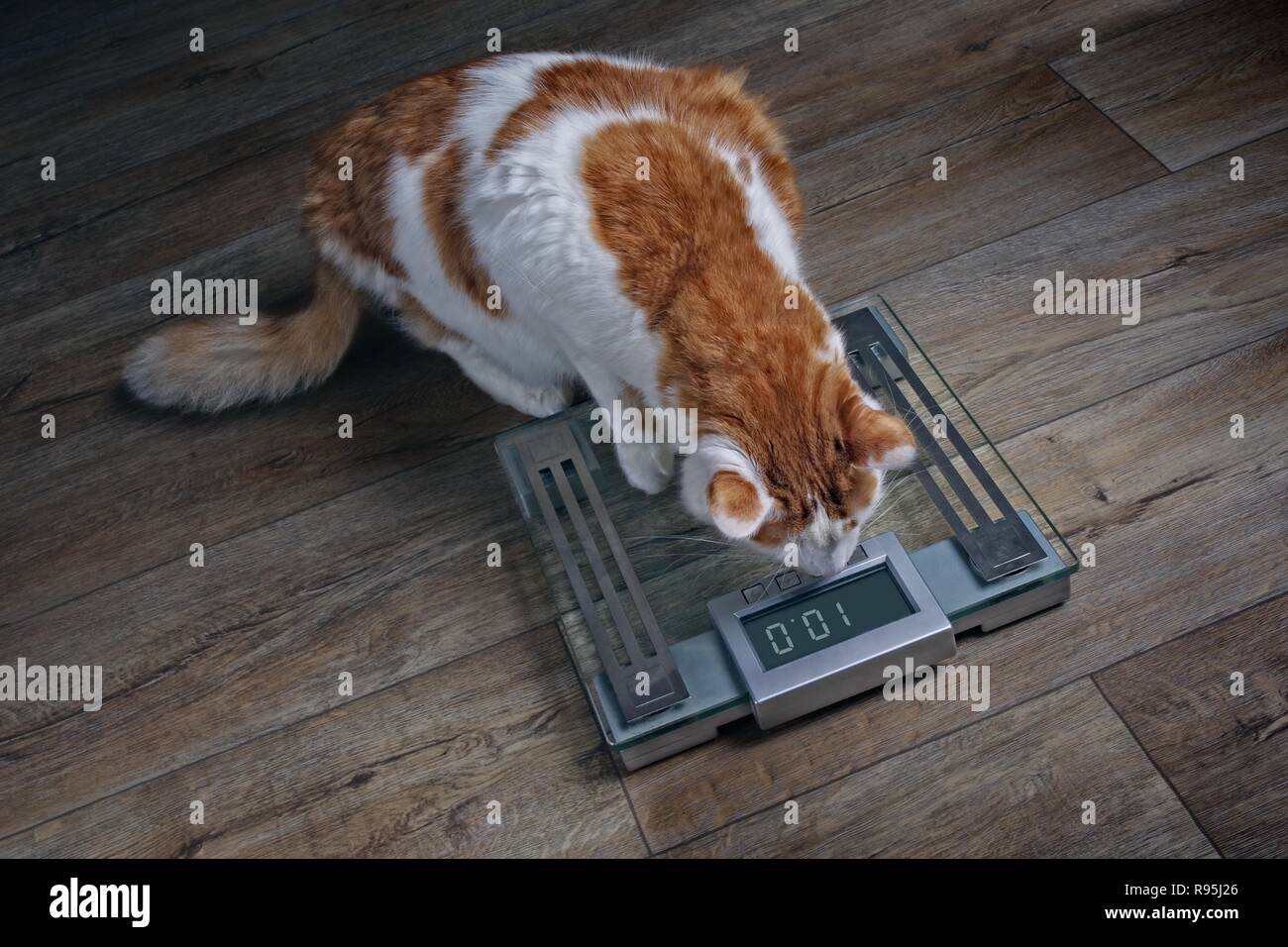 Tabby cat con il sovrappeso guardando preoccupato su una scala. Foto Stock