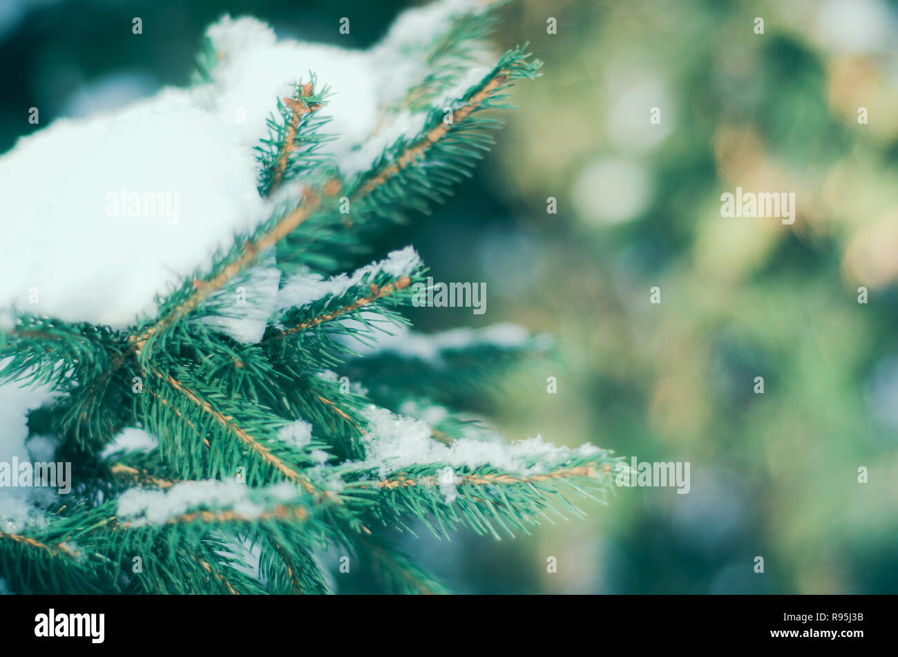 Conifera sempreverde Pino rami closeup in inverno foresta immagine dai toni Foto Stock