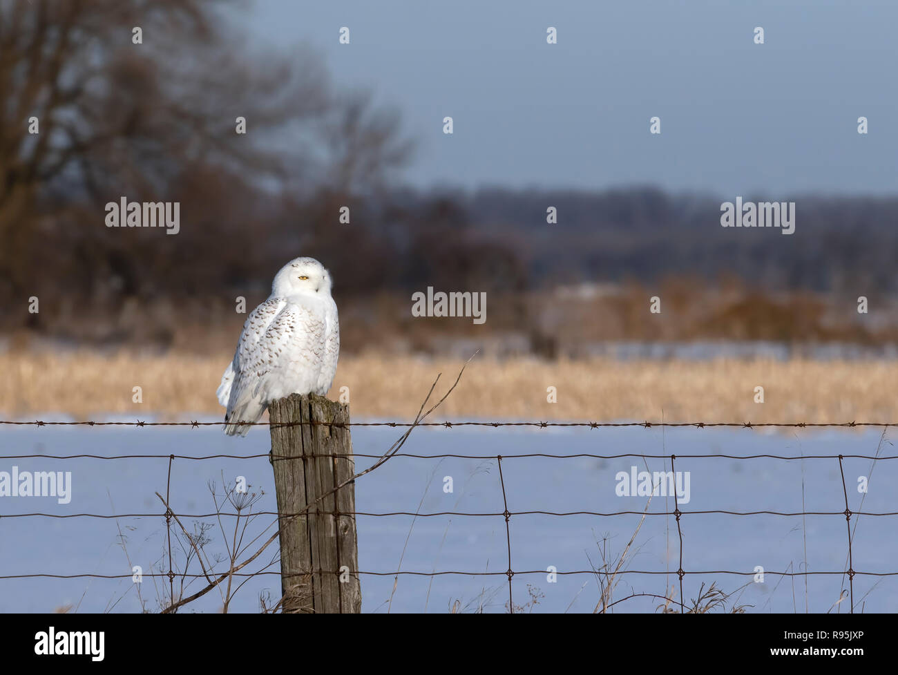 Femmina civetta delle nevi (Bubo scandiacus) appollaiato su un palo di legno al tramonto in inverno di Ottawa in Canada Foto Stock