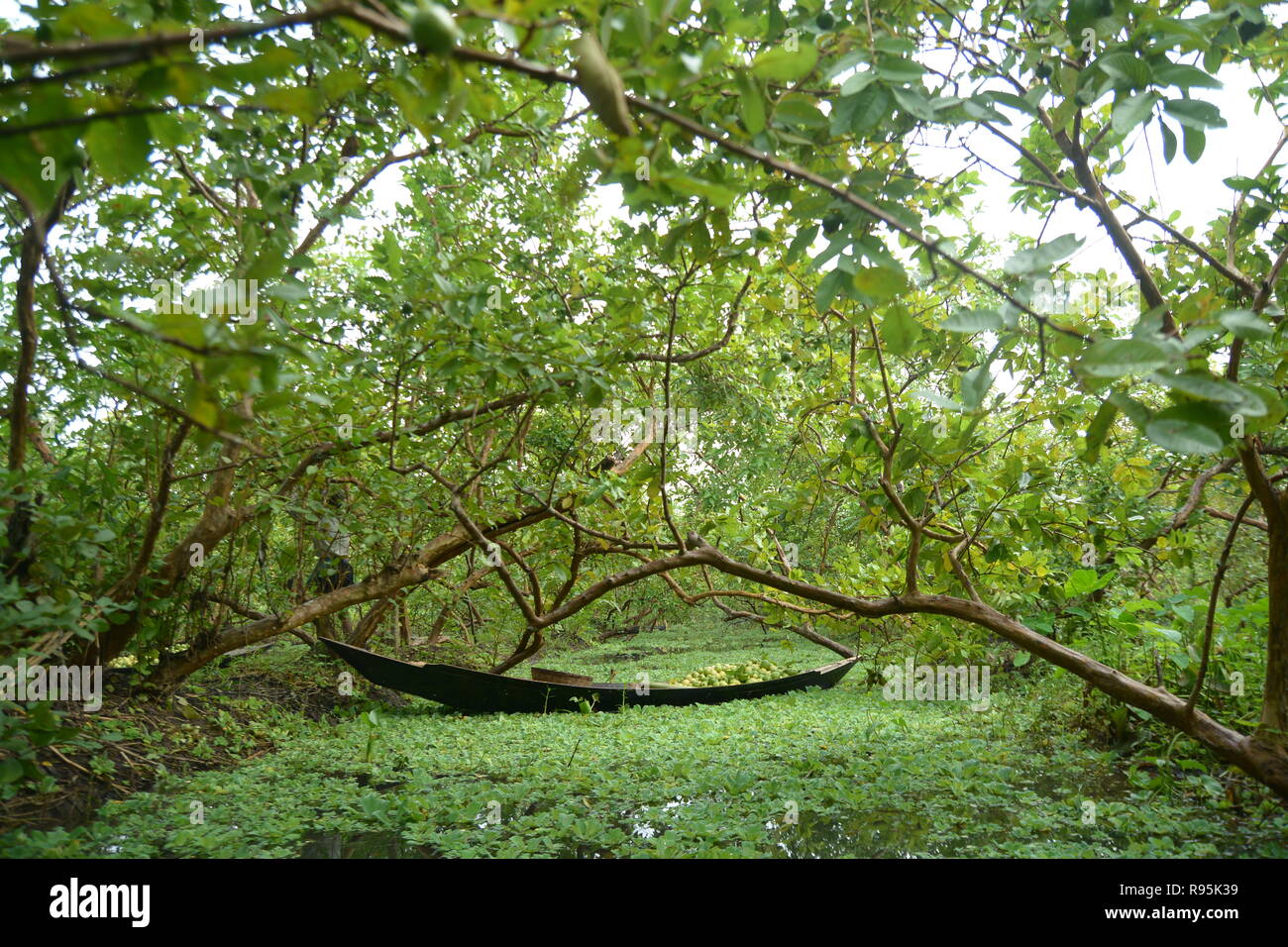 Mercato Galleggiante , Barishal , Bangladesh Foto Stock