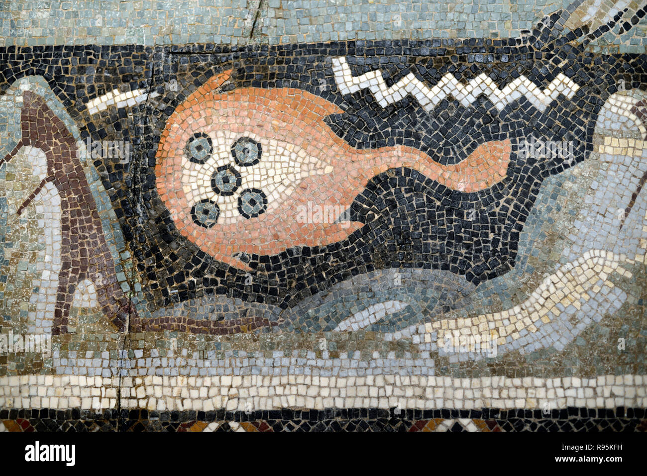 Dettaglio del pavimento romano mosaico (C3rd-c4th) di raggio elettrico o Sting Ray Pesci sul fondale del Mediterraneo dalla antica città romana di Ammaedara Haidra in Tunisia Foto Stock