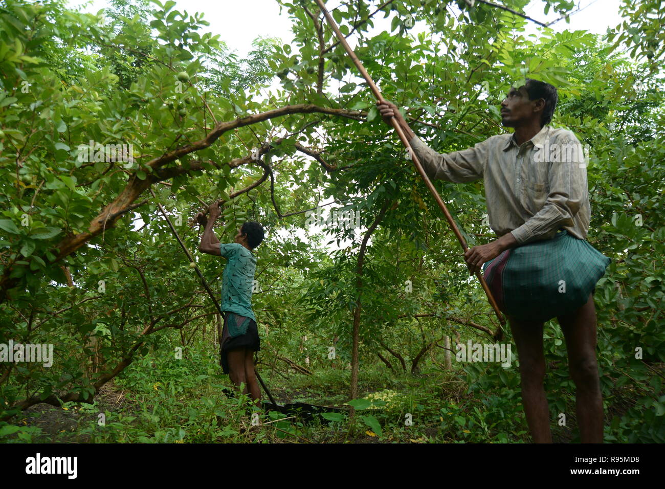 Mercato Galleggiante , Barishal , Bangladesh Foto Stock