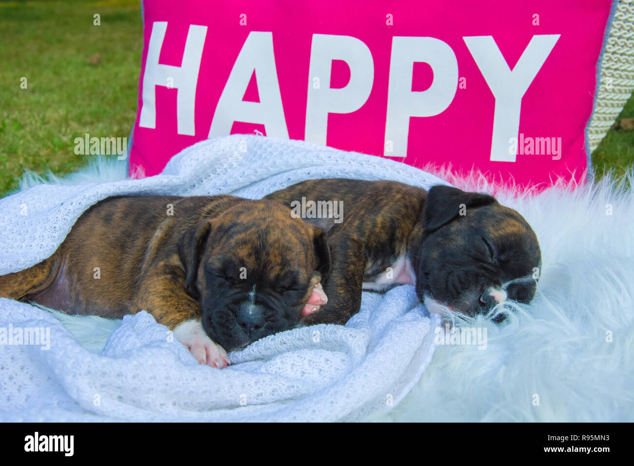 Due cuccioli a pelo su una coltre bianca e rosa cuscino con le parole 'felice' Foto Stock