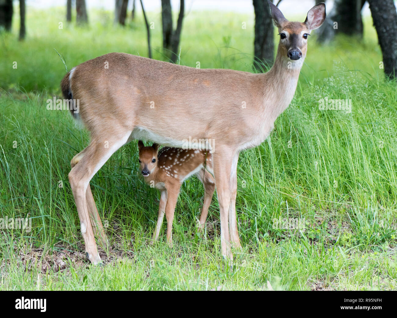 White-Tailed Deer Doe e fawn Foto Stock